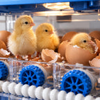 Three newly hatched chicks among cracked eggshells on the incubator tray